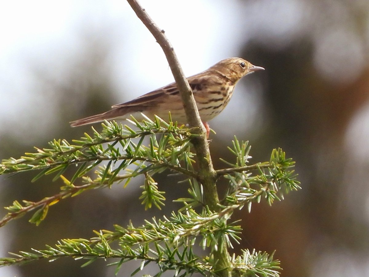 #GlosBirds Nice few hours in the Forest of Dean today. At Nagshead the Pied Flycatchers was elusive today with only a few glimpses, a male Redstart near the lower hide, 3 Firecrests seen and more heard and 2 Hawfinches. 2 Tree Pipits and 15+Willow Warblers at Crabtree Hill.