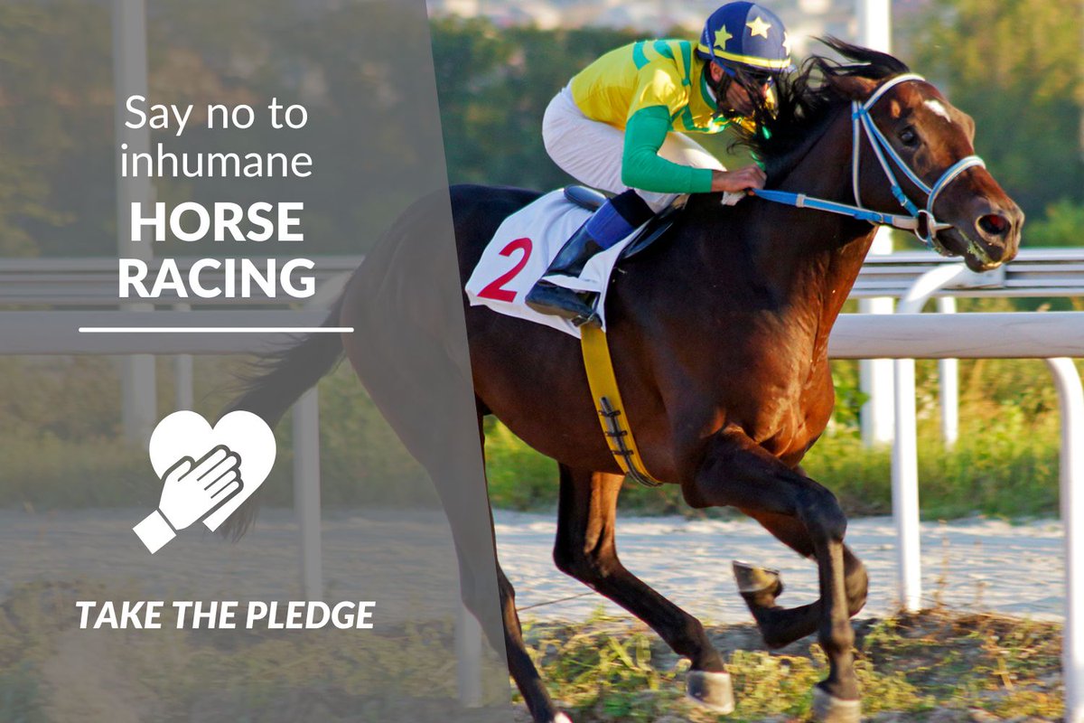 The live racing season at Hastings Racecourse begins in just two weeks. Last year, eight horses died at Hastings. Can you take the pledge to say NO to horse racing?

vancouverhumanesociety.bc.ca/posts/hastings…