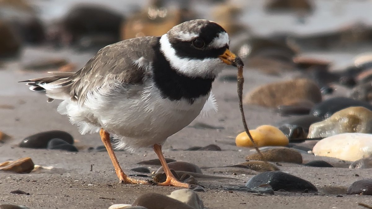 The shorebird season is underway!! The first ringed plovers observed scraping today at both Greenshank’s Creek and the Shorebird Sanctuary, with at least 4 actively scraping this afternoon. Birds now hurrying between feeding on the mudflats and protecting territories.