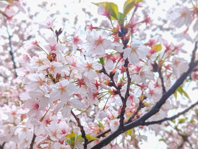 雨に濡れた姿もまたよきでした 