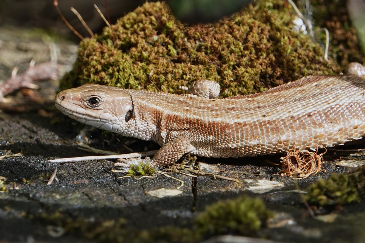 Started at Shorne ranges, twitch to Beddington then finished at Swanscombe with @BarryWright12. Highlights included Garganey, Willow warbler, Whinchat, Woodchat shrike, European paper wasp, Emperor moth and Common Lizard.