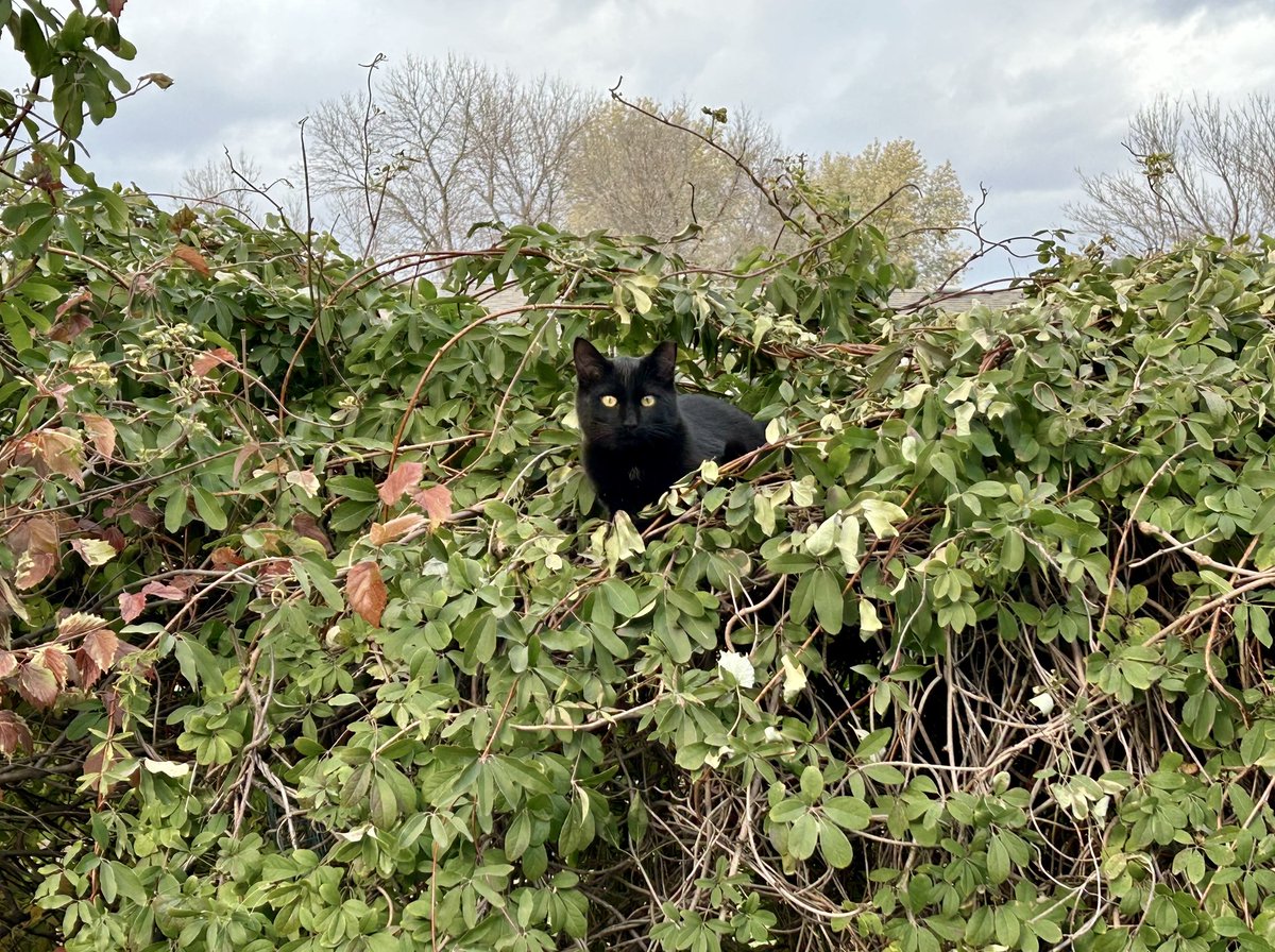 We’re looking for dedicated volunteers to join our Community Cat Program team and make a difference in the lives of community cats! 💕🐈 Learn more here: bit.ly/3xJ6BVL