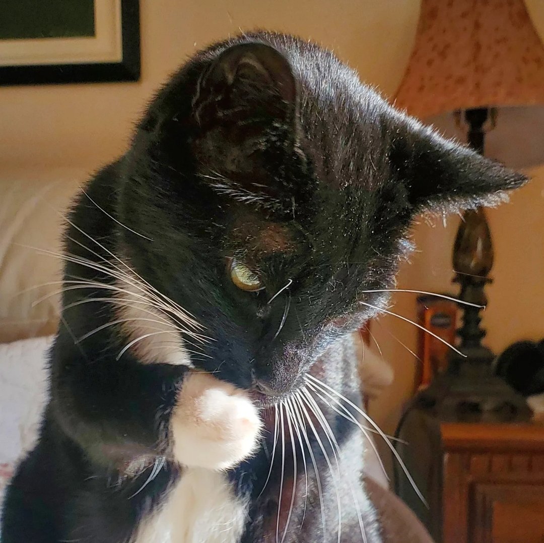 Tim_Sebastian1's tweet image. Bashful Timothy❤️
#CatsOfTwitter #cats #bashful