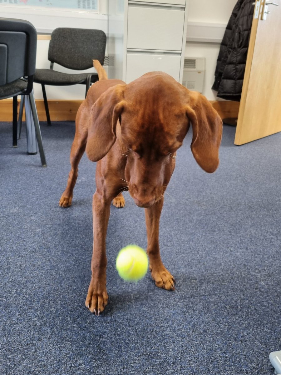 Every day when I say 'home time' he hears 'playtime' 🥎 #officedog