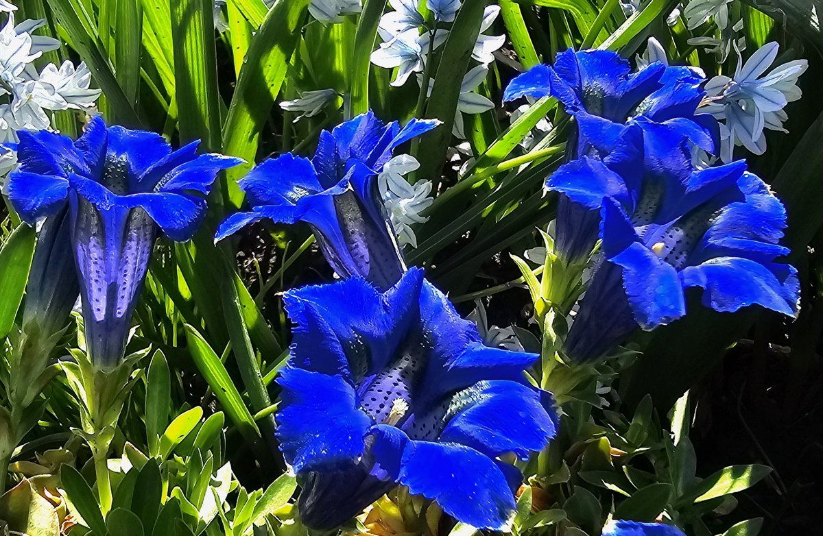 💙BLUE FRIDAY? Hoping it's allowed, or maybe consider it a pregame for #BlueMonday - as Gentiana acaulis 'Holzmann' & Puschkinia scilloides are playing so nicely in the sandbox today!😎 #FlowersOnFriday #FlowerHunting