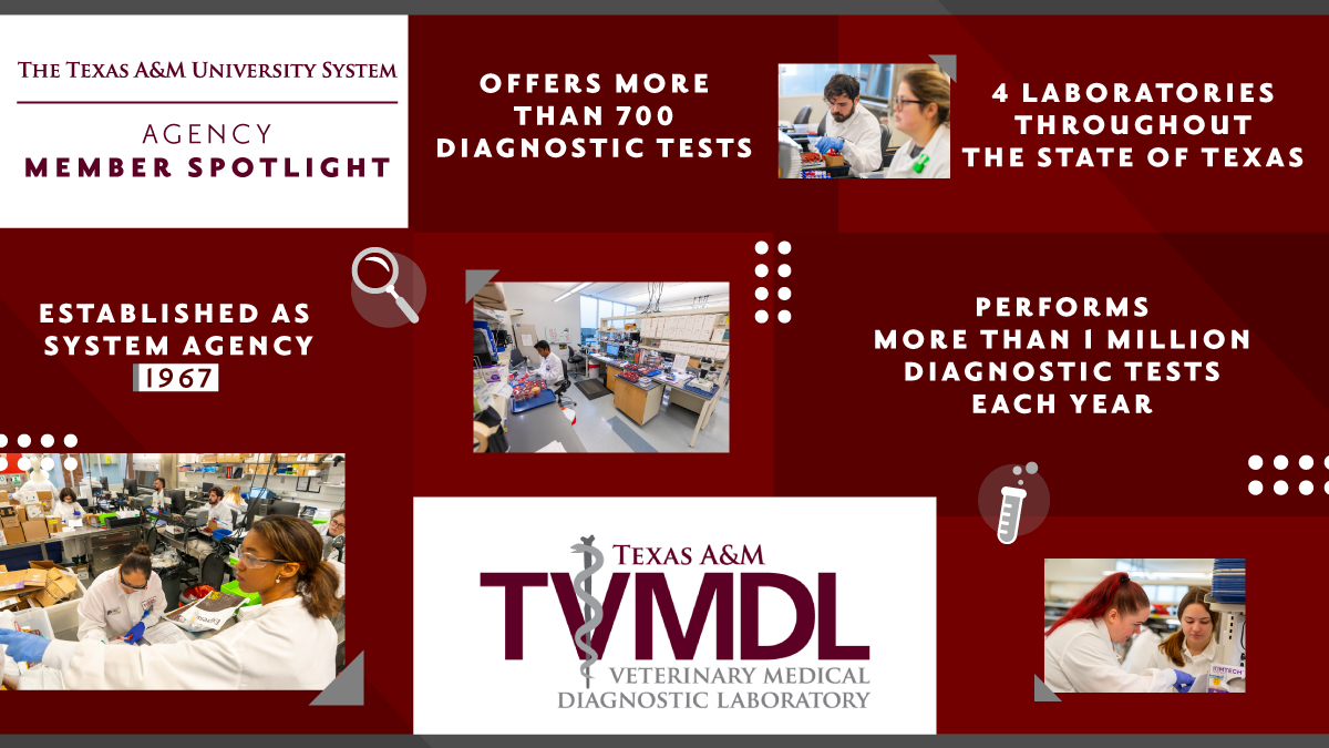 System Spotlight: @tvmdl, one of our 8 state agencies! The Texas A&M Veterinary Medical Diagnostic Laboratory (TVMDL) helps protect the health of livestock, poultry, companion and exotic animals, racing animals, and wildlife around the nation and world.