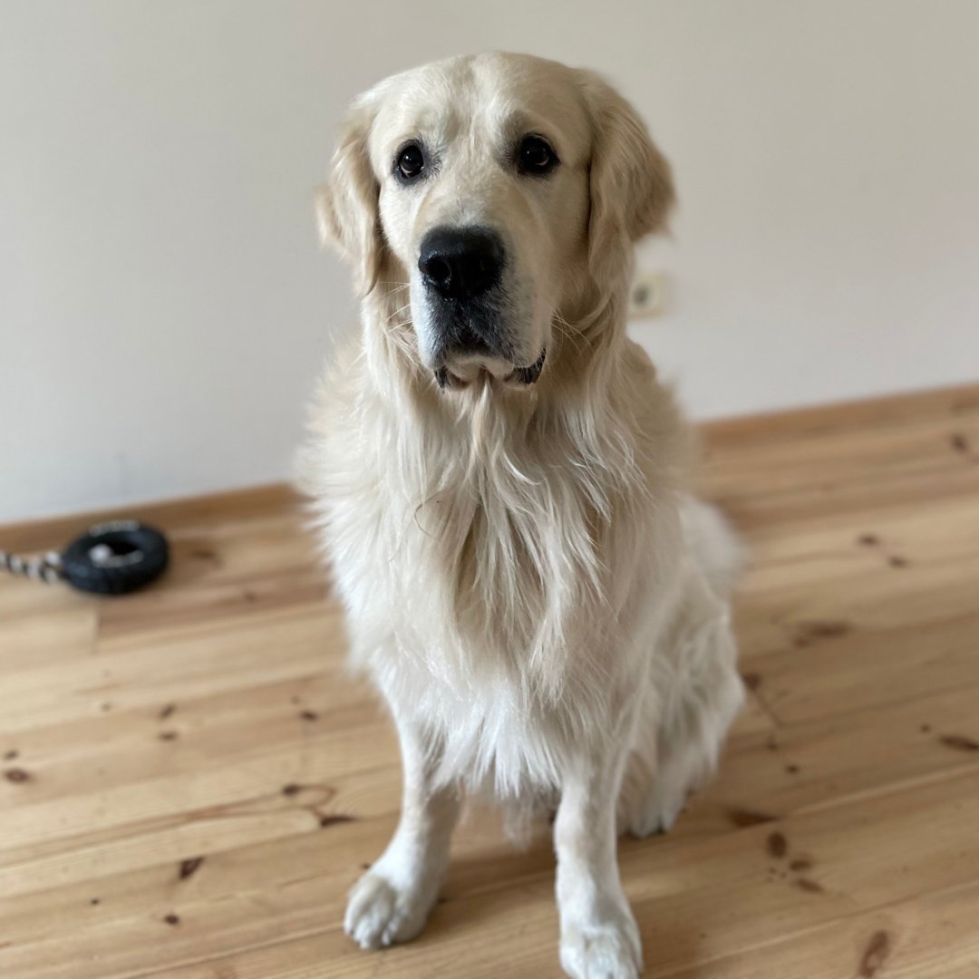 Meet Persii, our office dog and emotional support 💕 Persii will make a huge announcement soon about our catalog expansion and new product category. Stay tuned!

#petcare #privatelabel