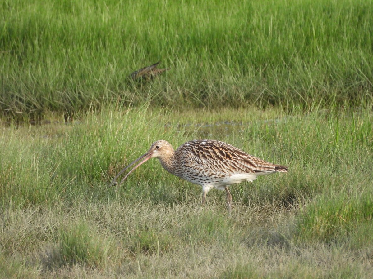 It was all about the brown birds this morning - Wren, Song Thrush and Curlew