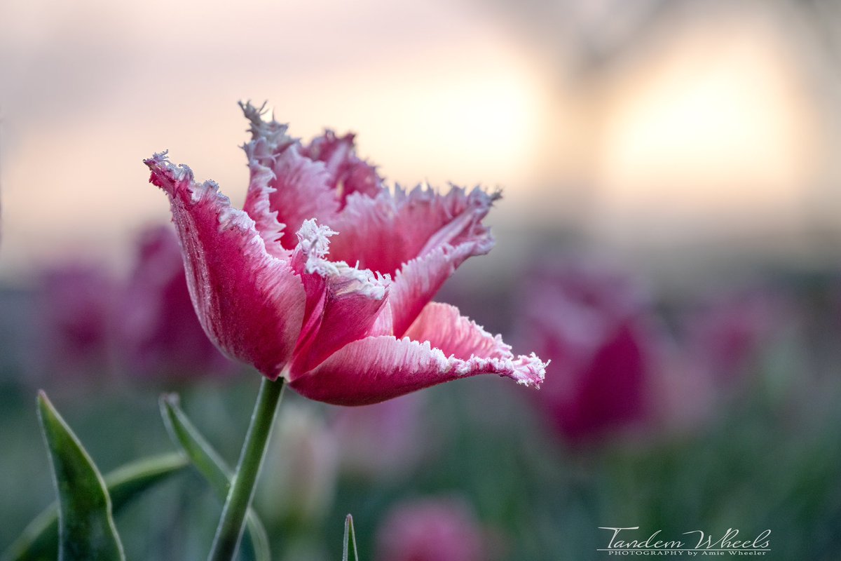 What a peaceful morning with beautiful filtered light. The frills of this tulip are covered with dew 🌷 

#pnw #sonorthwest #wawx #tulips #SkagitTulips #Skagitvalley