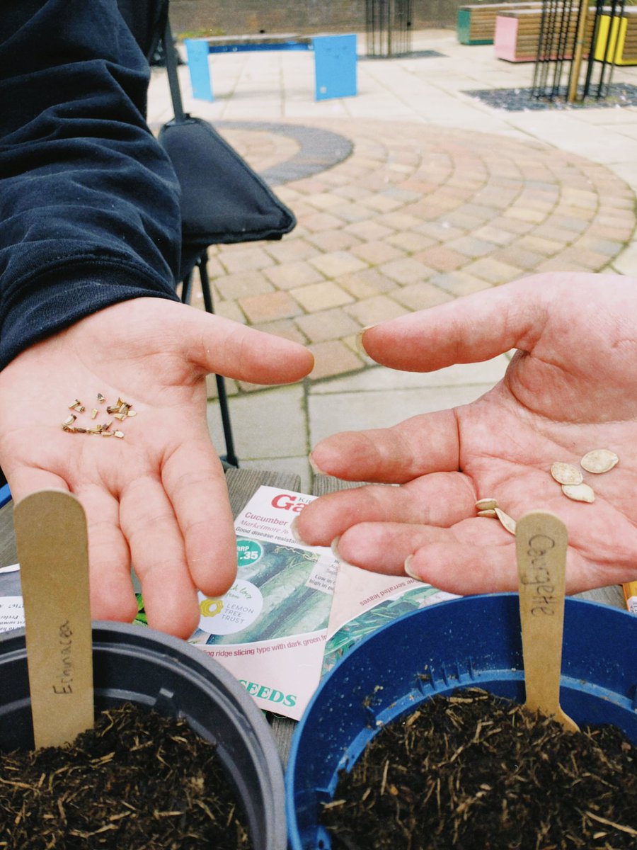 The Lincoln Greeners soaked up a brief sunny spell last week & spied the first of our tulips blooming in the garden! 🌷We then sowed squash seeds into pots alongside cucumbers & courgettes, planted lettuce & lovage in the veg bed & sowed Echinacea Angustifolia seeds into pots.