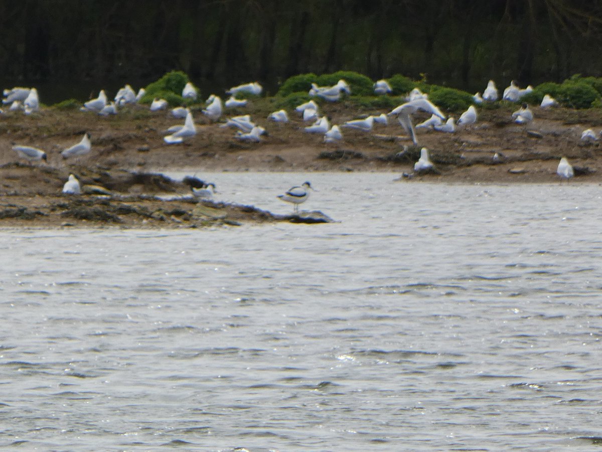 Northants county tick today with the Ring Ouzel at Harrington Airfield. Followed by a walk in the Nene Valley with an Avocet at Stanwick plus my first Reed Warbler of the year. #Northantsbirds