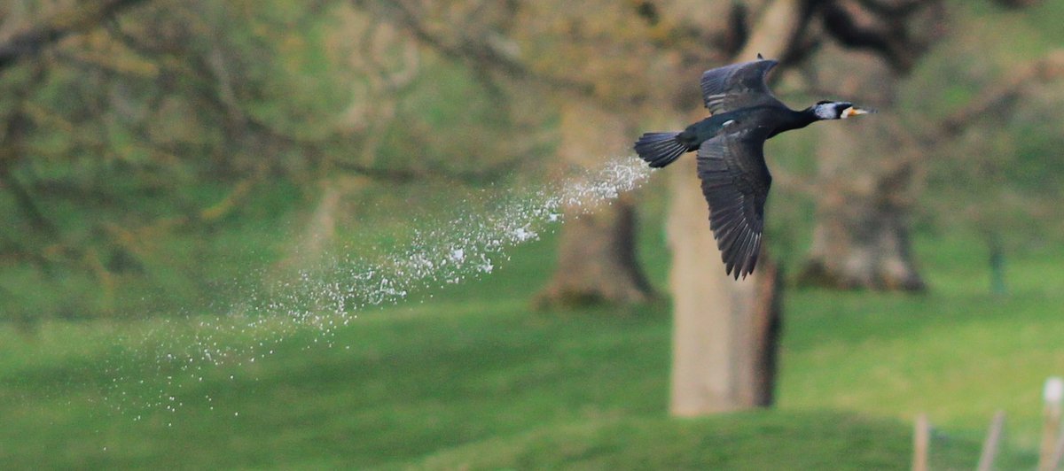 My Shit ( sorry shot) of the day.. Cormorant deploying RAF Fighter Jet style counter measures..