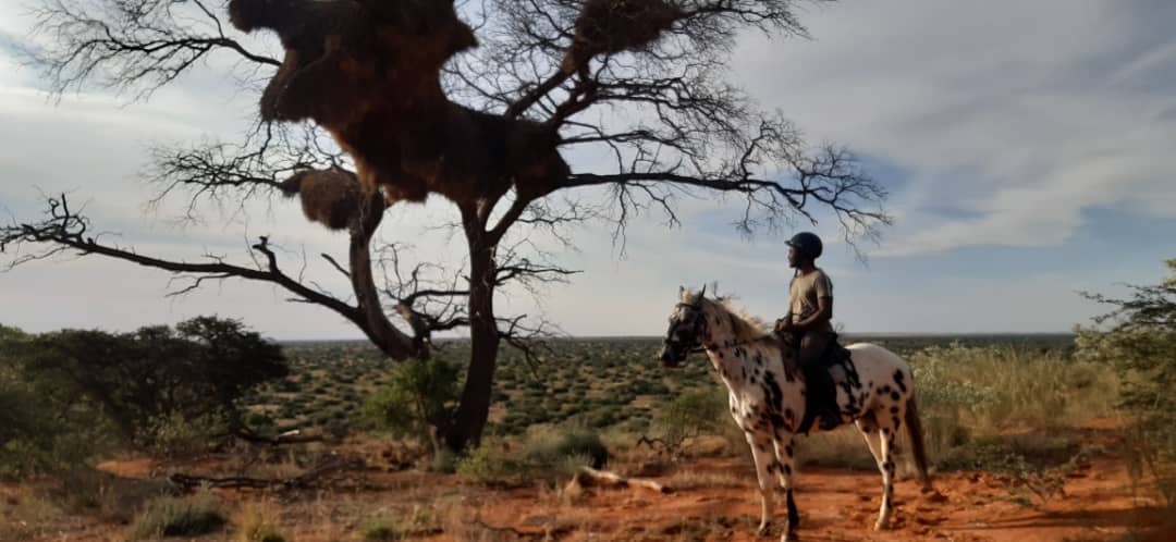 Sometimes budget cuts encourage creativity. At the @Fitztitute, one of my two African academic institutes, Femi Olubodun faced budget cuts and fuel prices by completing his field season monitoring pygmy falcon nests in @Tswalu, #Kalahari on horseback. Lovely scene I thought.