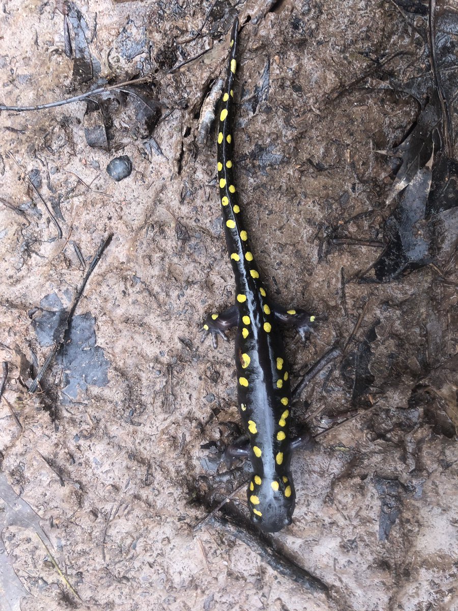 ** NEW PROGRAM for Teens - Ecologist In Training **
Teens  ages 13 - 17, join us from May to the end of August to build your  knowledge of our local plants, animals, insects, ecosystems and  processes. To register or if you have questions, email education@rvcc.ca.