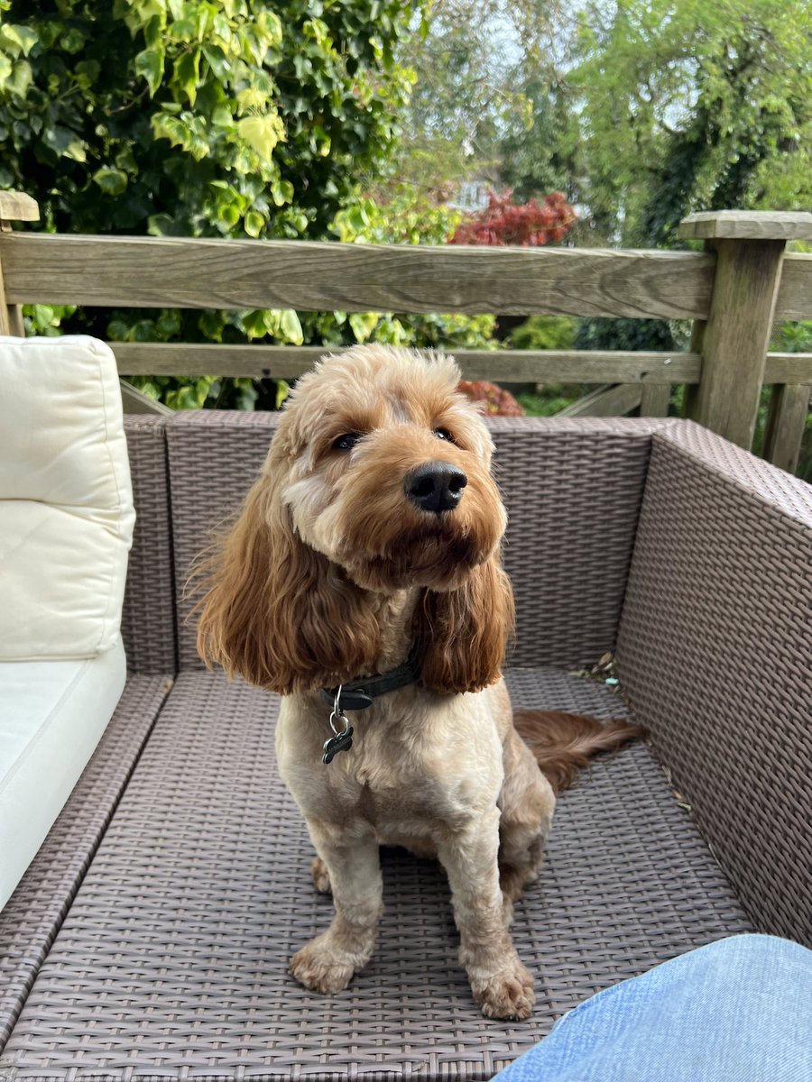 And Lola too enjoying the sun and her master’s voice and music.