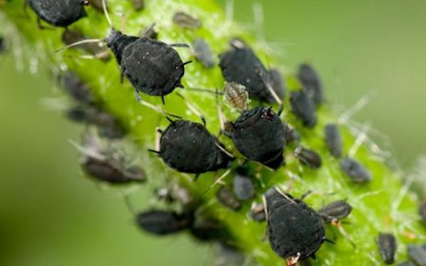 Preventing Pests in Your Indoor Cannabis Garden Any grower who has dealt with a pest infestation in their cannabis garden will tell you that recovering from it is an uphill battle mrstinkysgreengarden.com/2018/12/preven…