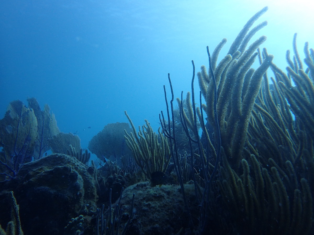 #WHOI researchers, led by recent #MIT_WHOI grad @CynthiaBecker25, assessed the health of #USVI coral reefs by sampling microbial #eDNA! The 7-yr study looked at changes during hurricanes and disease outbreak. Learn more from @EarthDotCom: go.whoi.edu/eDNA-Earth