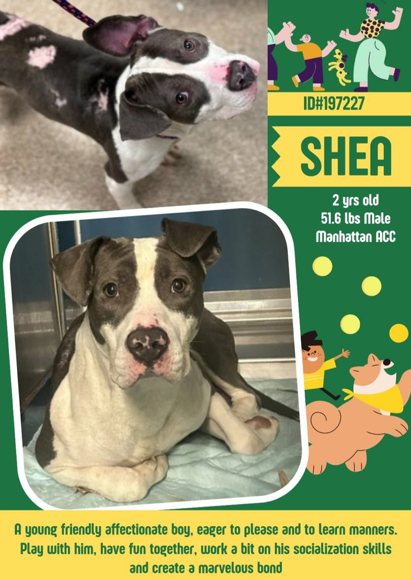 🐕 #Adoptme SHEA 2yrs #Macc A Friendly playful loving boy eager to please learn manners needs work on socialisation 💞 find him at Nycacc.app #197227 Dm @CathyPolicky @SuzanneSugar #FostersSaveLives 🐕