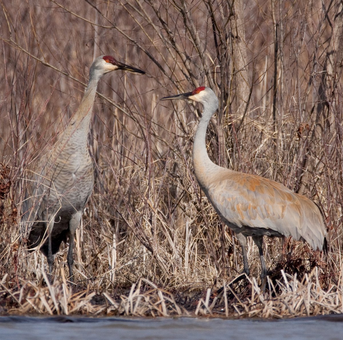 We're partnering with @OhioDivWildlife, @savingcranes & @obcibirds for the Midwest Crane Count & we need your help! The crane count is tomorrow, April 13 in 32 counties. Want to volunteer? Contact a county coordinator: bit.ly/3xjVHJp Learn more: bit.ly/4czxXkq