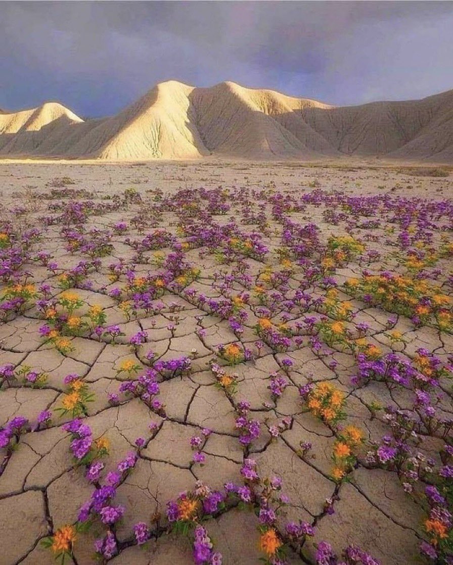 The beauty of spring around the world - a thread 🧵 1. A desert bloom in Utah by Emily Dickey