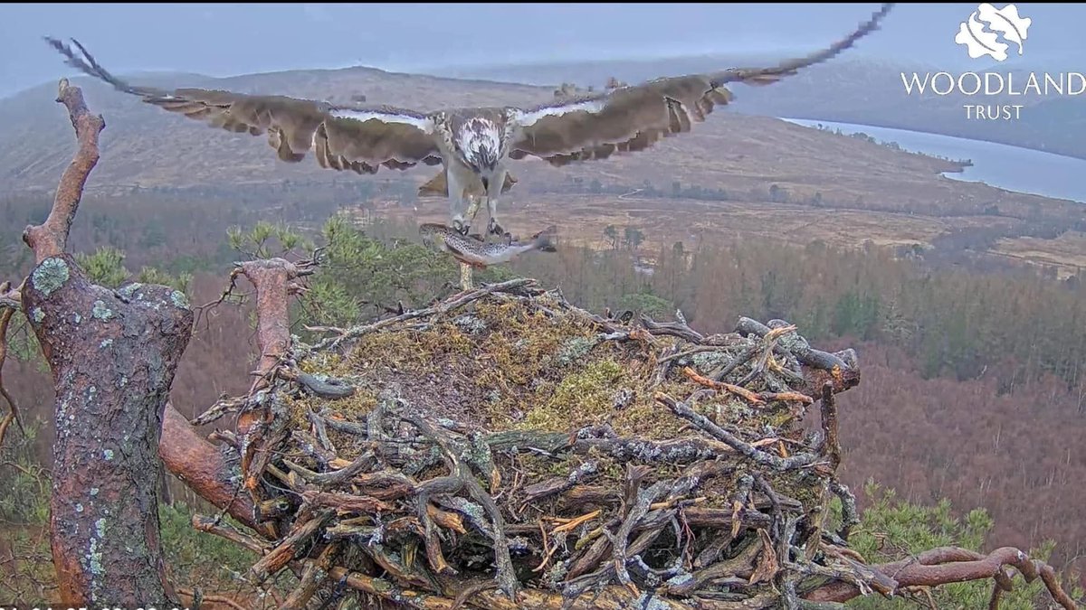 🐟 It's Friday! Who else is having fish for their tea? 🐟 It is on the menu at our #LochArkaig #OspreyCam Here's Louis with a nice trout. His mate Dorcha could lay an egg any day now.🥚 Keep up to date with all the action on our livestream. buff.ly/3vjBTVR