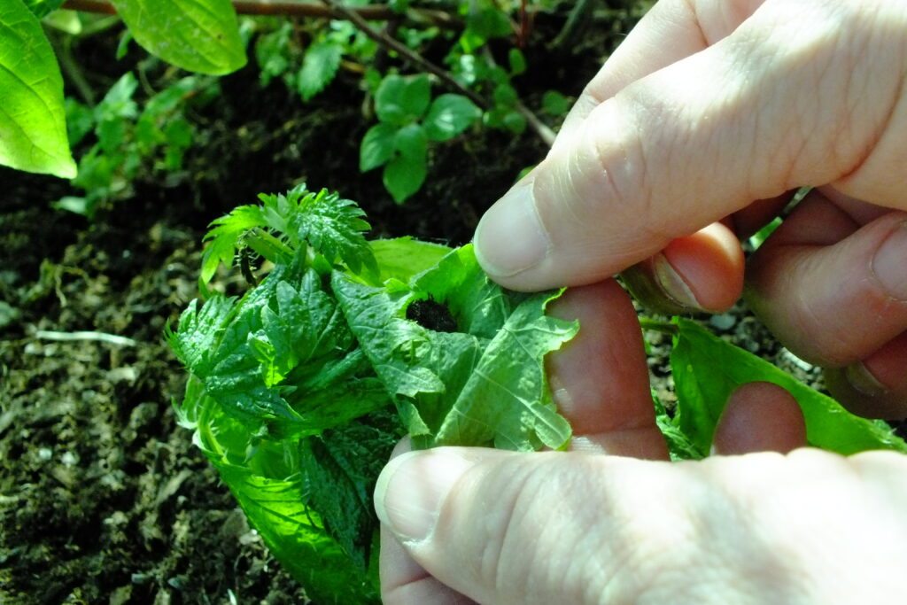 🦋 Descobreix el món de les papallones a la ciutat! Amb diversos projectes de ciència ciutadana🧑‍🔬, podràs contribuir a monitorar🔬 la biodiversitat🍃 urbana i entendre millor els ecosistemes🔄.  Consulta els detalls sobre l'@uBMS_project aquí 👉ajuntament.barcelona.cat/santandreu/ca/…