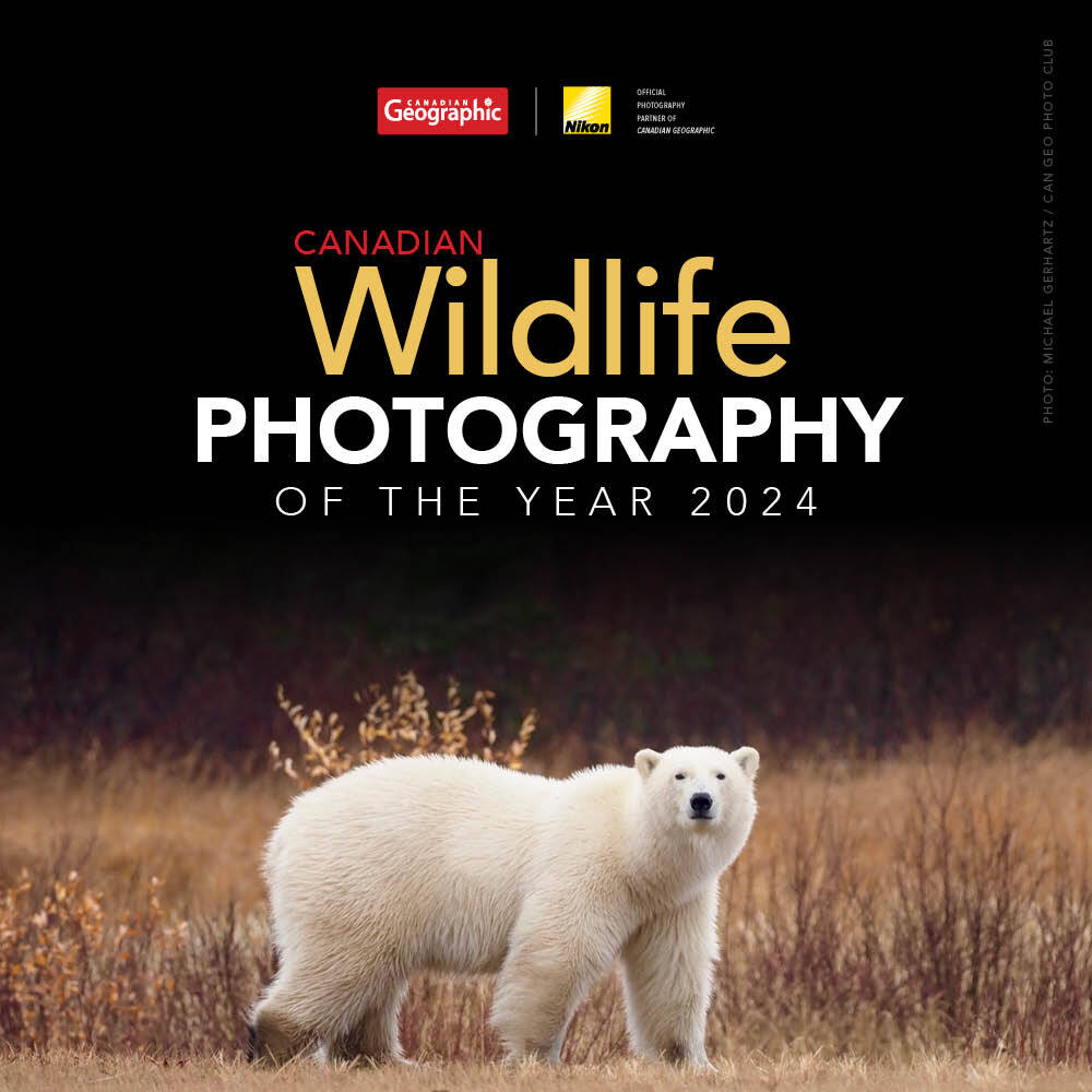 The @CanGeo #WildlifePhotography of the Year Competition 2024 is LIVE! cwpy24.canadiangeographic.ca And they used a photo from Nanuk Polar Bear Lodge by Churchill Wild guide Michael Gerhartz as the cover photo! Thank you! #ChurchillWild #WildlifePhotographers #PhotoContest