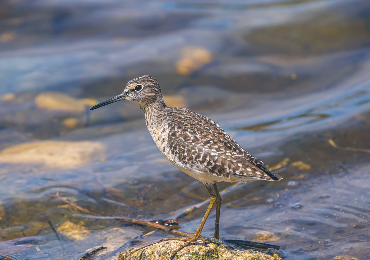 Tonight’s thread, Waders I’m going to start with my first ever Wood Sandpiper Cyprus 2024