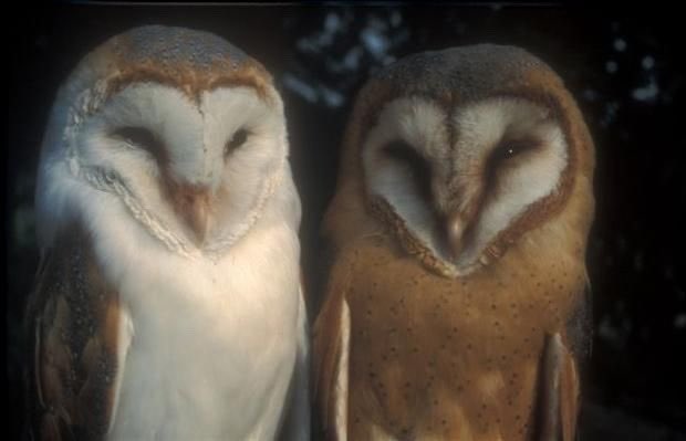 me and my girl if we were owls and in love