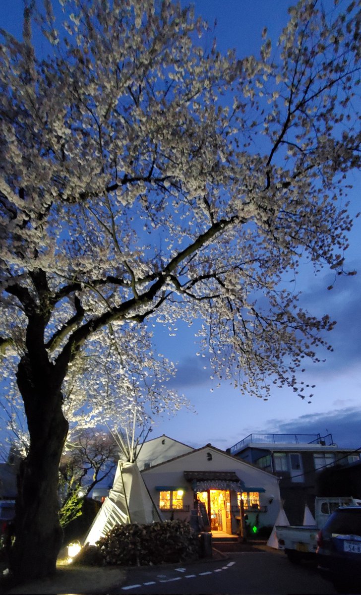 TAKUTOKOTOKO's tweet image. 春だなぁ🍀
今日もいい音、浴びてきた(o・ω・o)
かっこ良すぎるよ☺️

#LivingstoneCafe
#TinyStep
#ニトリヒロヤス
#HIDEOINOURA