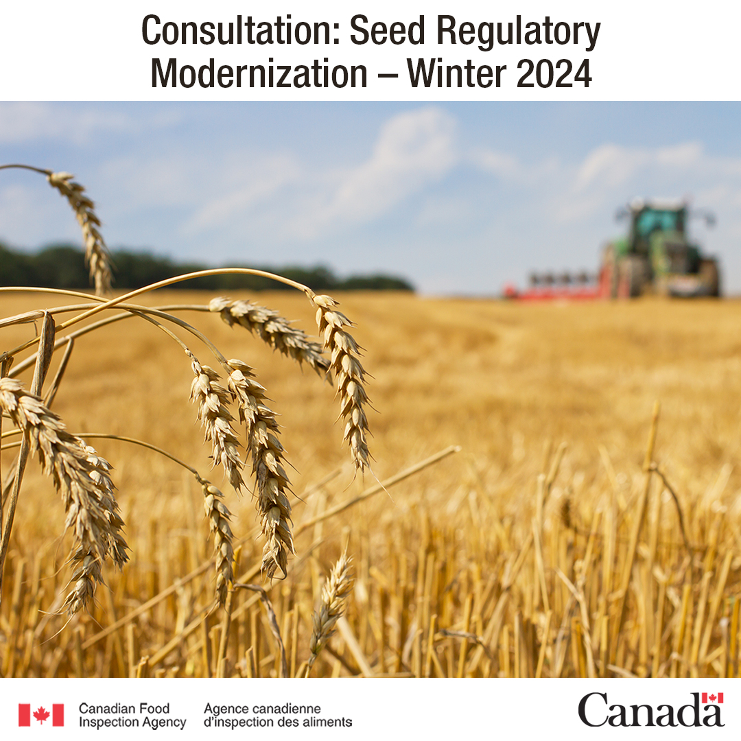 Calling all farmers and people who work with seed and grain: there is only 2 weeks left to provide your feedback on the Winter 2024 consultation on seed regulatory modernization. ⏲️ Participate before May 1st: bit.ly/42y21Za #TellCFIA #CdnAg