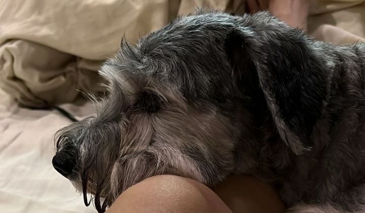 Dog w/o glasses today