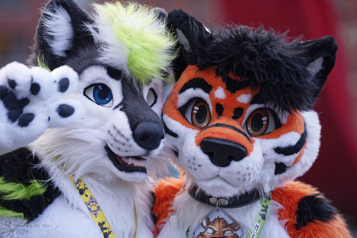 FuzzyCodec's tweet image. Met a nice tiger at #NFC2024. Happy #FursuitFriday everyone! #furry #fursuit
📸: @KimuraSnep
✂️: @nukecreations