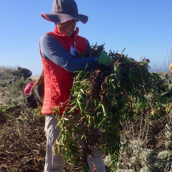 💪Volunteers wanted! Do your part to remove invasive plant species at Natural Bridges by volunteering on Sat, Apr 13 or 20. Now is a great time to remove the plants since they are small and the ground is moist. To sign up, call 831-423-0871 or visit bit.ly/4adJYKO