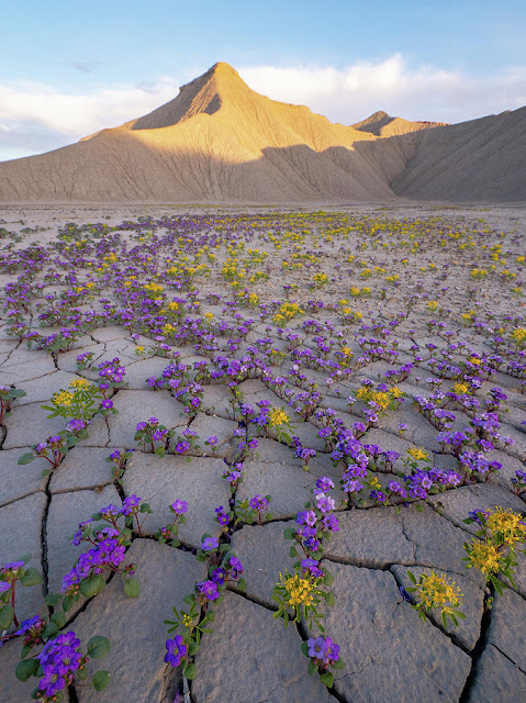 This is a rare superbloom in the Utah desert where flowers grow between the cracks. During the spring, when temperatures become milder and occasional rainfalls bless the landscape, dormant seeds in the desert soil begin to germinate.