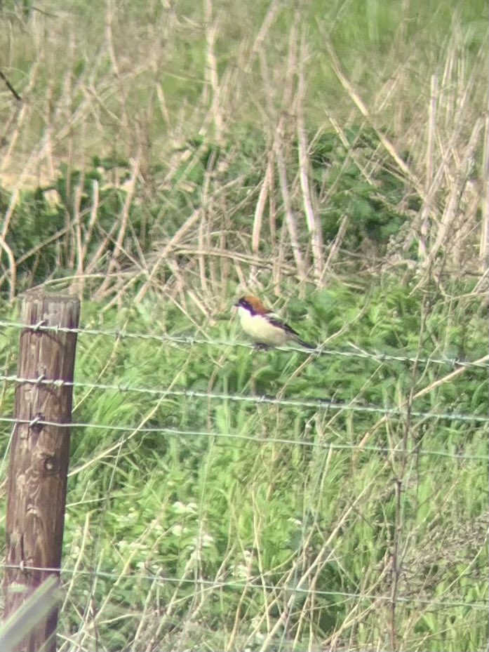 Great first day birding in retirement. Hoopoe first at Hankham. Then Splash Point for Kittiwakes, Fulmar and Rock Pipit. Then Beddington farmland for Woodchat Shrike, LRP, and LBB gull. All new for #200 list.