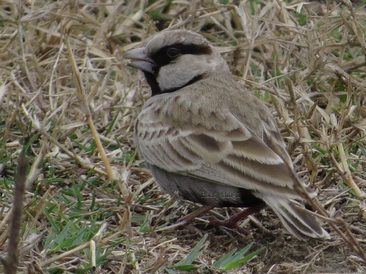 Found around farm and scrub land even around Delhi and you’ll find plenty of them. The Ashy Crowned Sparrow Lark is a busy little bird and its range extends to the fringes of really dry deserts where the black crowneds range begins. A neat lil gentleman @indiaves