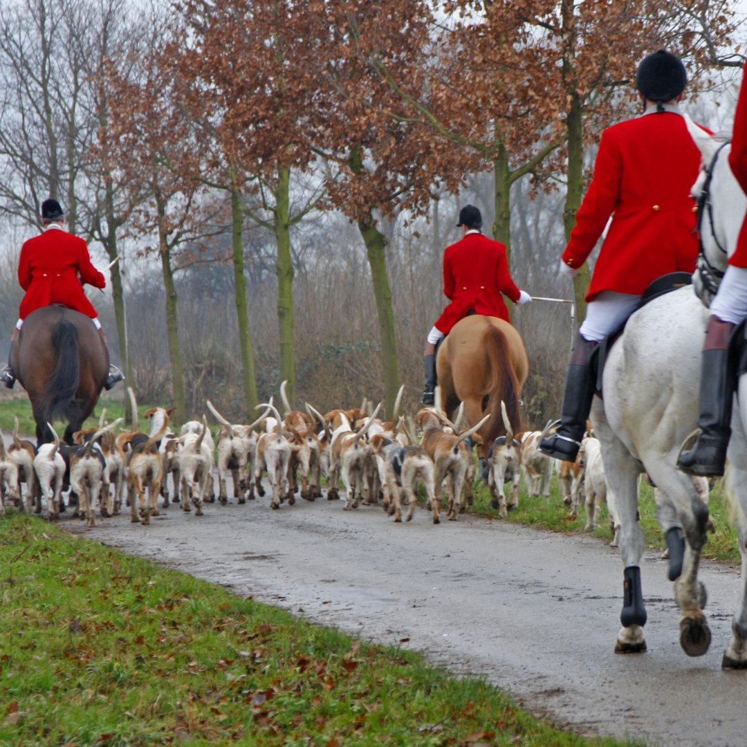 scribehound_ctr's tweet photo. Why Has Labour Promised to โFully Banโ Hunting?
Guy Adams explores this topics in his most recent article on Scribehound. Leave us your thoughts in the comments.
#scribehound #countryarticles #foxhunting #huntingban #trailhunting #hounds #countryside #rurallife https://t.co/UZCTwGU89D