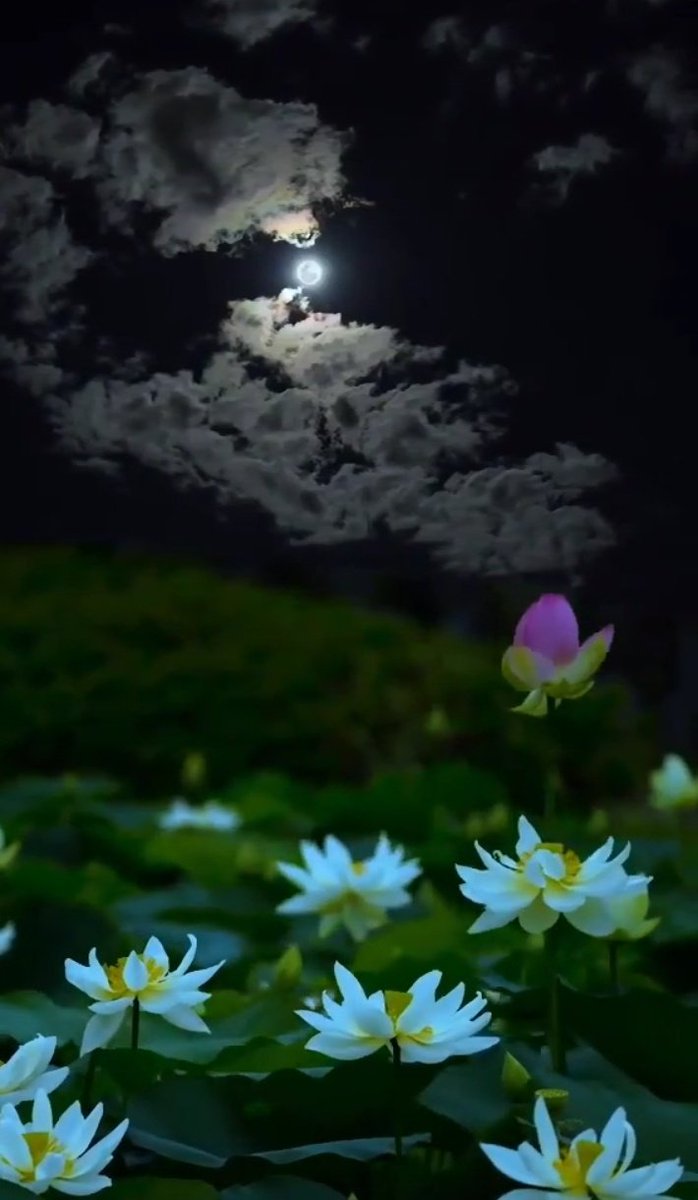 Good night friends ✨️🌙 Sweet dreams 🌸💤