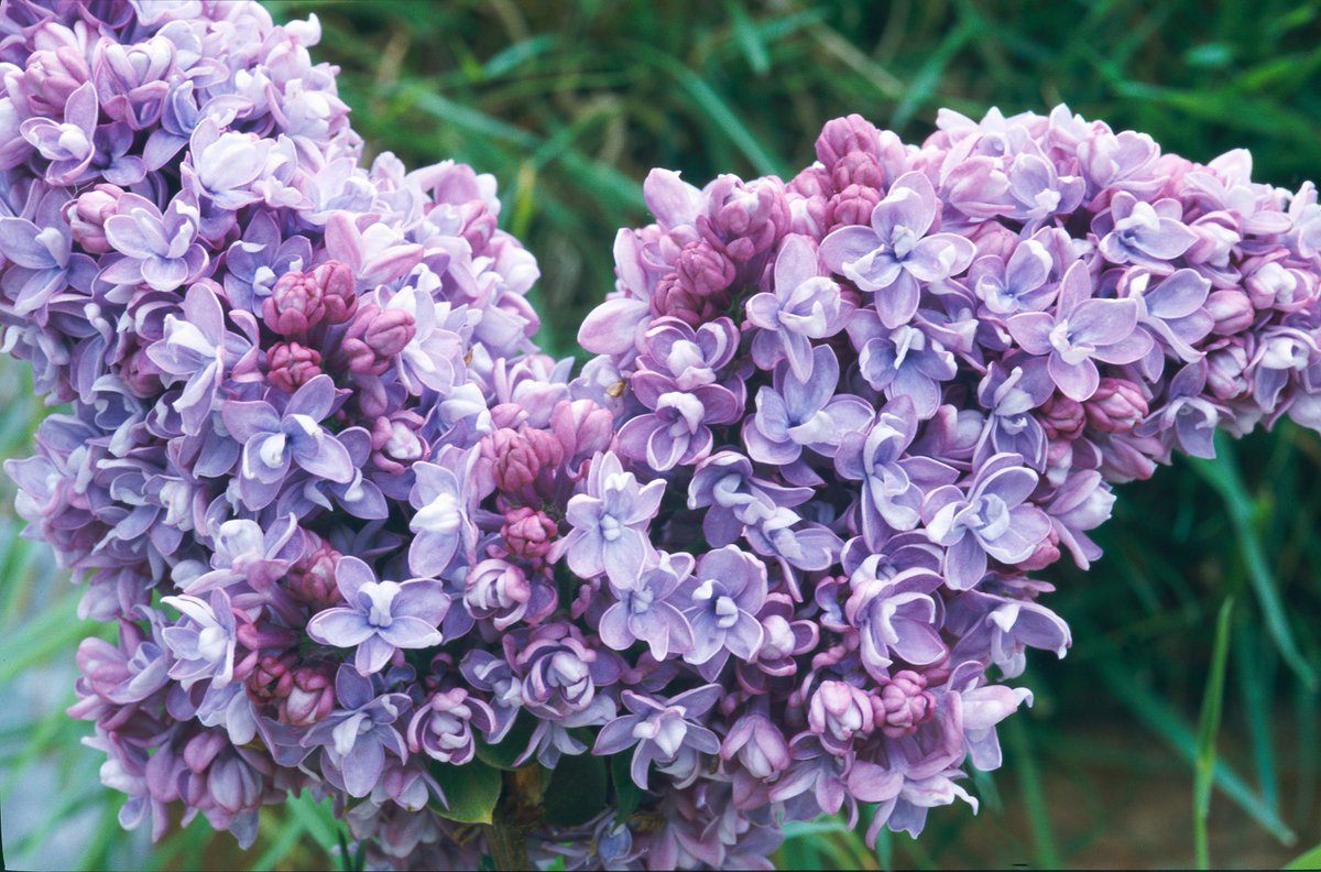 Our Senses of the Seasons series kicks off with the sights of spring, which are colourful and beautiful for our eyes to behold 😍 Starring charming bluebells, fiery tulips and stylish lilacs, grab the camera and step outdoors to immerse yourself in the joy of these flowers 🌷