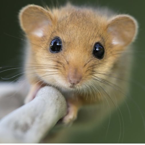 Listening to a sweet story on #BBCPM it’s all about building bridges for dormice so that they can move easily between trees. The expert explained that they’re tiny creatures and to scale that you have to imagine them sitting inside a very small hand. So I am.