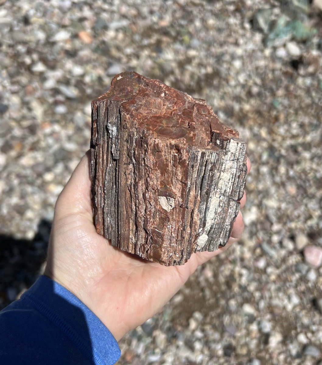 Petrified Wood I collected from a ranch in Navajo County, Arizona #FossilFriday #fossils