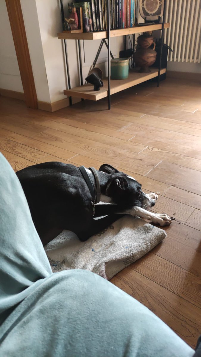 Iniziamo il week end con il bel tempo e una notiziona: BUCKY adottato!!!
il nostro Elfo, dopo tante peripezie, ha finalmente trovato la sua famiglia e una sorella podenca, la bellissima Katniss.
Grazie Barbara da parte di tutti noi!