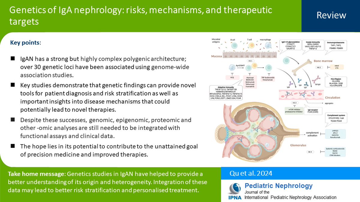 IgA nephropathy is a genetically complex multifactorial trait. Over the past decade, population-based genome-wide association studies have identified >30 IgAN risk loci. Read this Review of the state of genetic research in IgAN. link.springer.com/article/10.100…