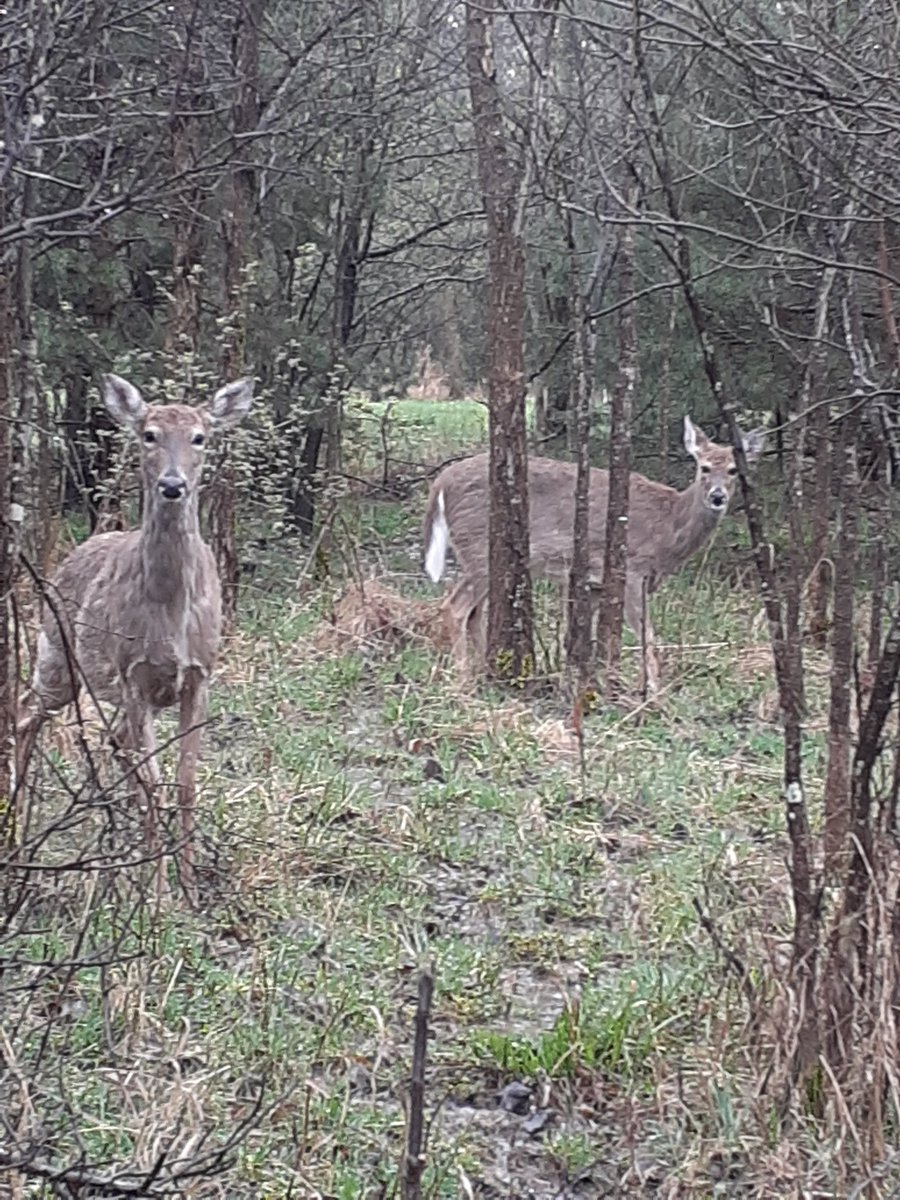 Oreo here...I would like to introduce you to two new friends I made today...Violet and Gracie. They are both super sweet but can be a little shy. ❤🦌🦌❤ #Hedgewatch
