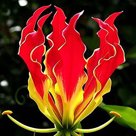 @dhonzamusoro007 @matigary Can our national flower be dedicated to our liberation heros for the whole month of August? @Klawry3 @ProfJNMoyo @ShumiraiNyasha6 @edmnangagwa @g_chat_defined @Chinamasa_PA @GutuObert @DMwonzora @Welshman_Ncube