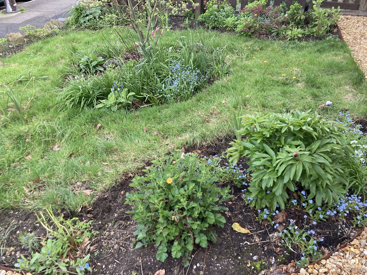 Digging out the horrid grass in the front garden little by little but keep chatting to neighbours so could be a while. Think I keep pulling up stuff I’ve planted and leaving weeds but the birds are singing and it’s a fine evening and I’m learning to love dandelions.