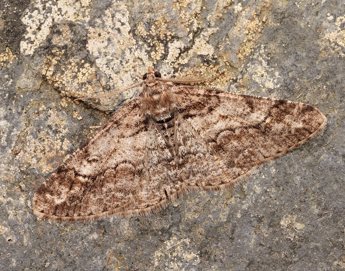 Ringed Carpet Cleora cinctaria. Several trapped earlier this week D&G SW Scotland (VC73).