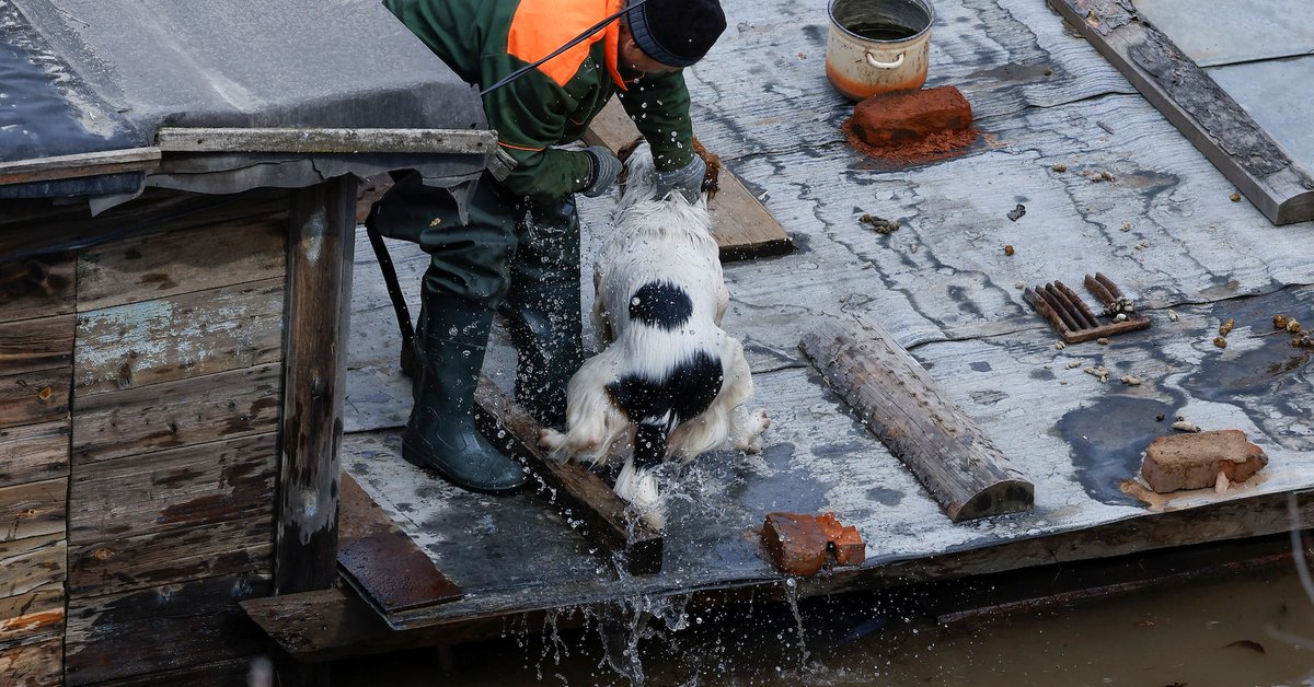 'We're like Noah's ark' says animal shelter in flooded Russian city reut.rs/4cRyU7Z