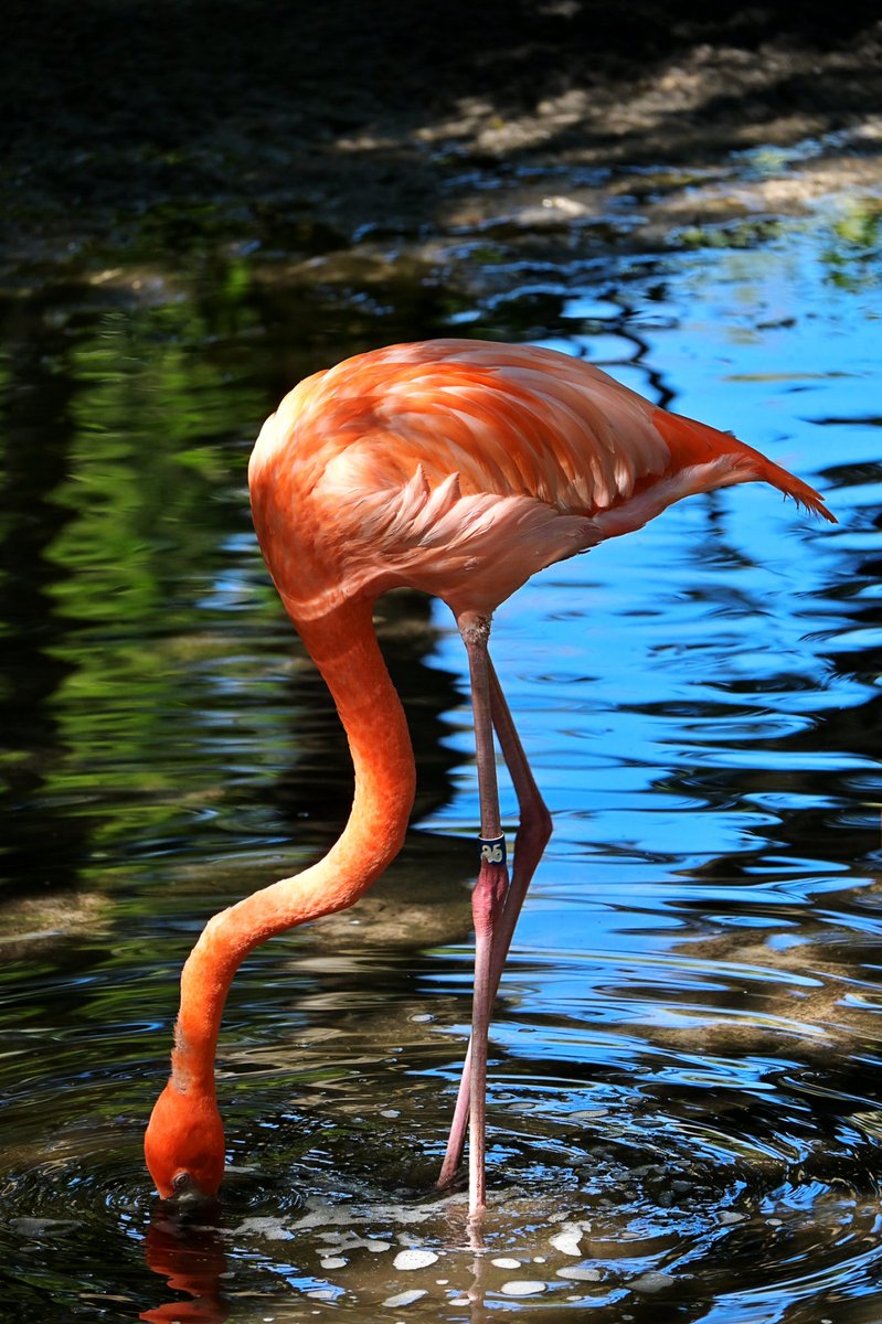 ShapeFuture's tweet photo. #Flamingo
#Florida #Homosassa #Nikon #NikonZfc @ThePhotoHour
https://t.co/H6sgclNIxG https://t.co/ioTPXU40bq